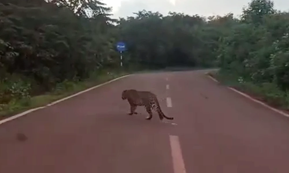 ಚಿರತೆ