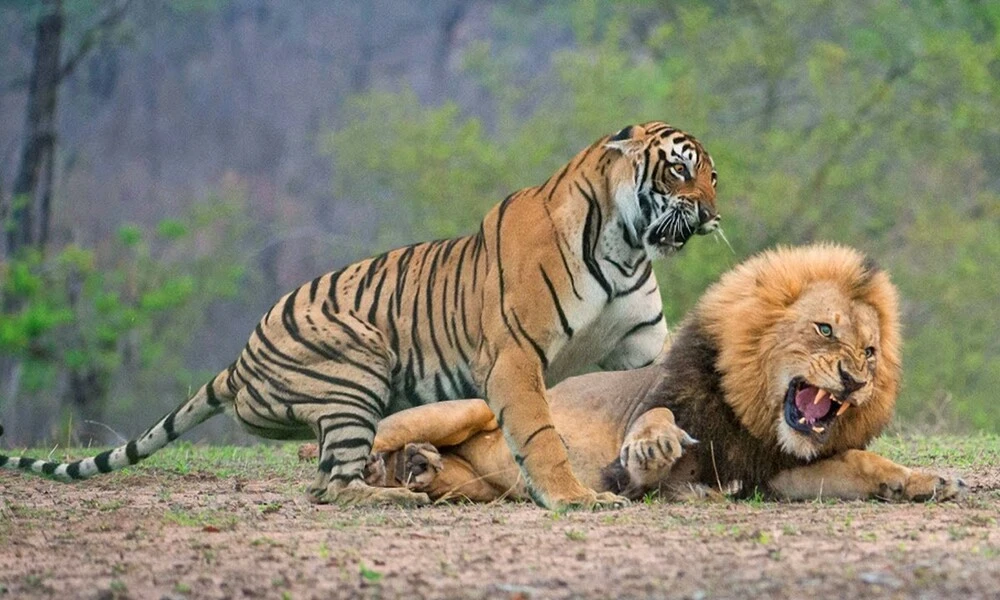 lion and tiger