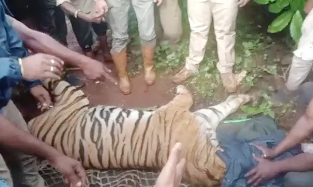 Tiger captured