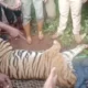 Tiger captured