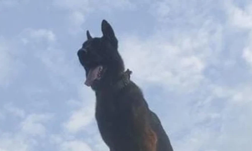 Army assault dog Zoom Dies
