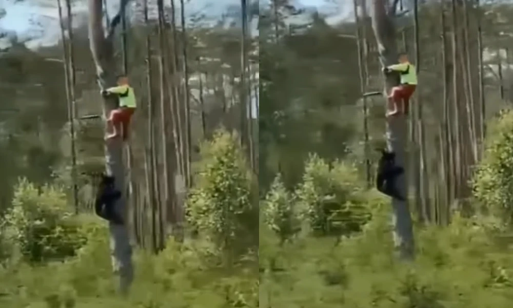 Viral Video Man Climbs Tree To Save Himself From Black Bear