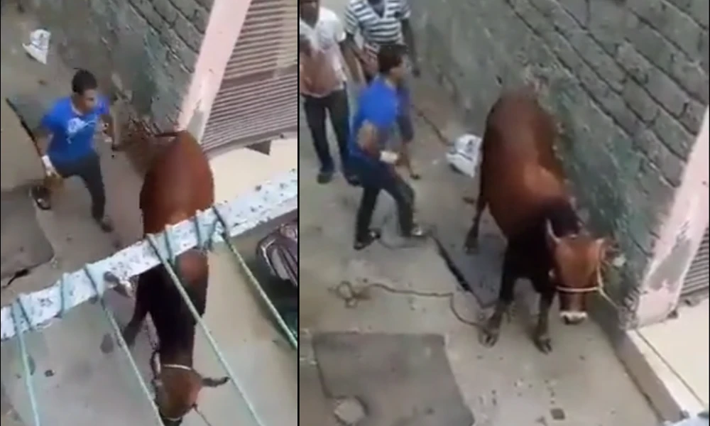 Cow Mercilessly Attacked on Man Viral Video