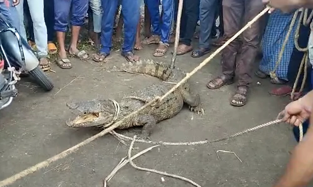 Crocodile Found