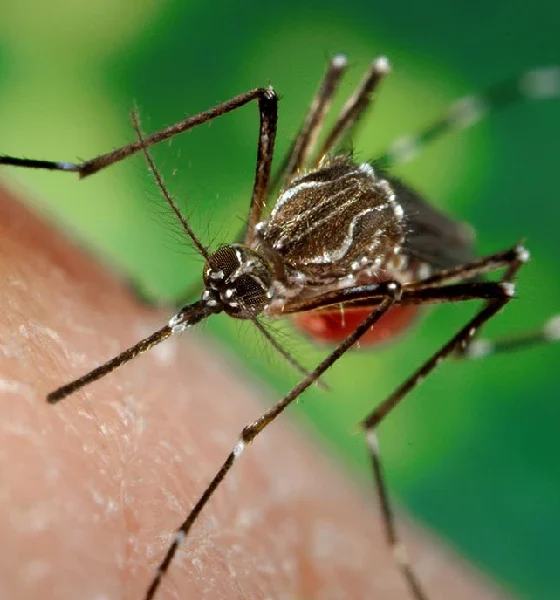 Dengue cases in Karnataka
