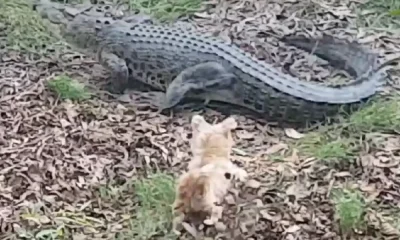 A small Dog Scares Away Crocodile