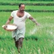 Central Government Approves rs 22,303 cr subsidy to fertilizer for rabi season