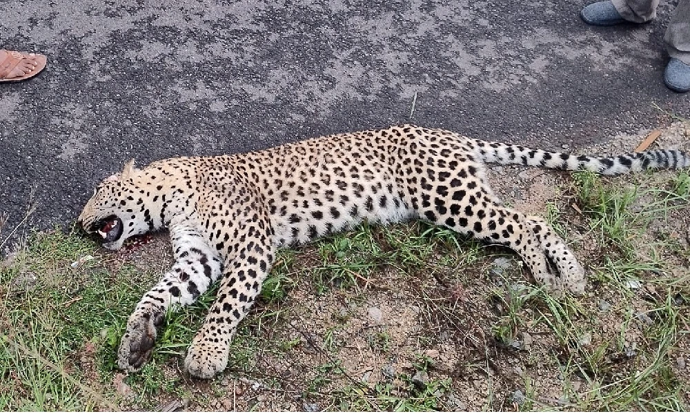 Leopard Death