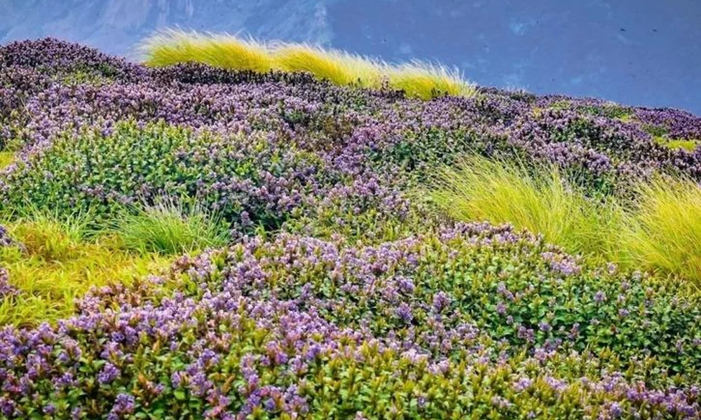 neelakurinji