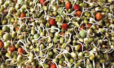 sprouts