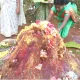 Champa Shashti ಚಾಮರಾಜನಗರದಲ್ಲಿ ಕೋಳಿ ರಕ್ತ