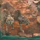 African Cheetahs First Hunt In Kuno