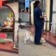Dog bows down To Lord Ganapati In Pune