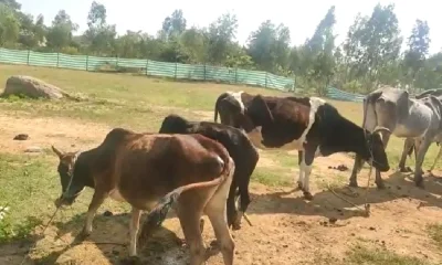 KGF cowshed gaushala