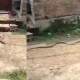 snake crawling With chappal video viral