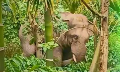 beluru elephant 4