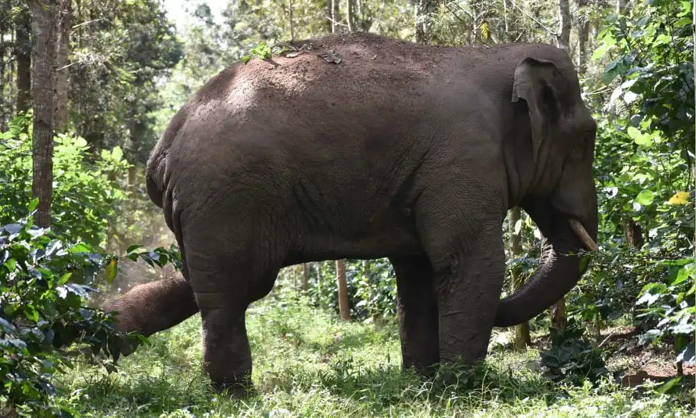 Injured Elephant