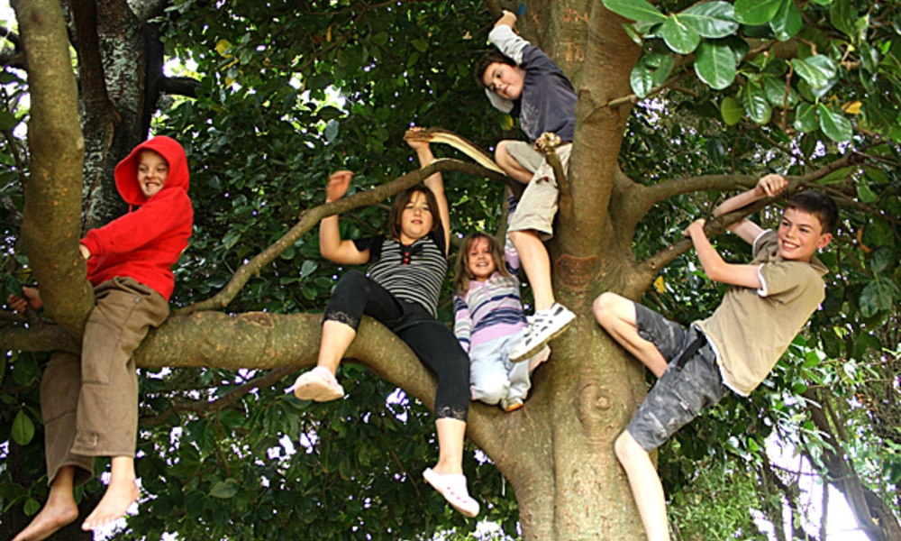 Children in tree