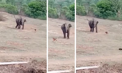 dog and elephant 3