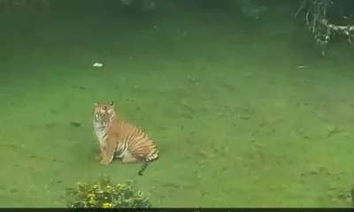 ooty tiger