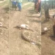 snake death