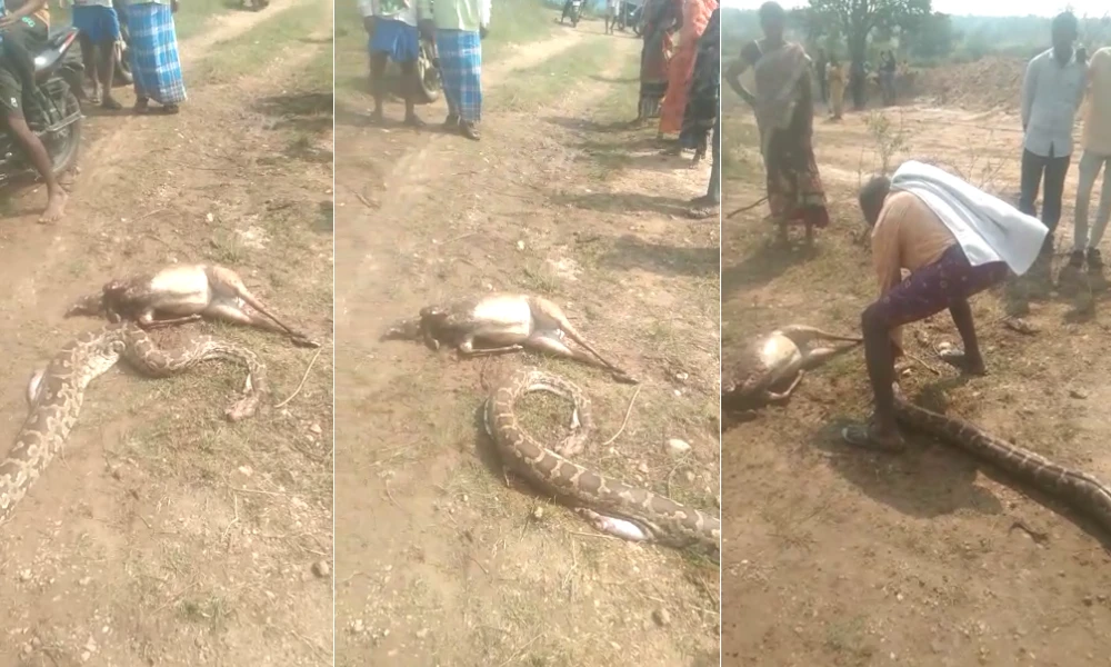 snake death
