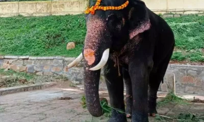 Elephant venugopalswamy death