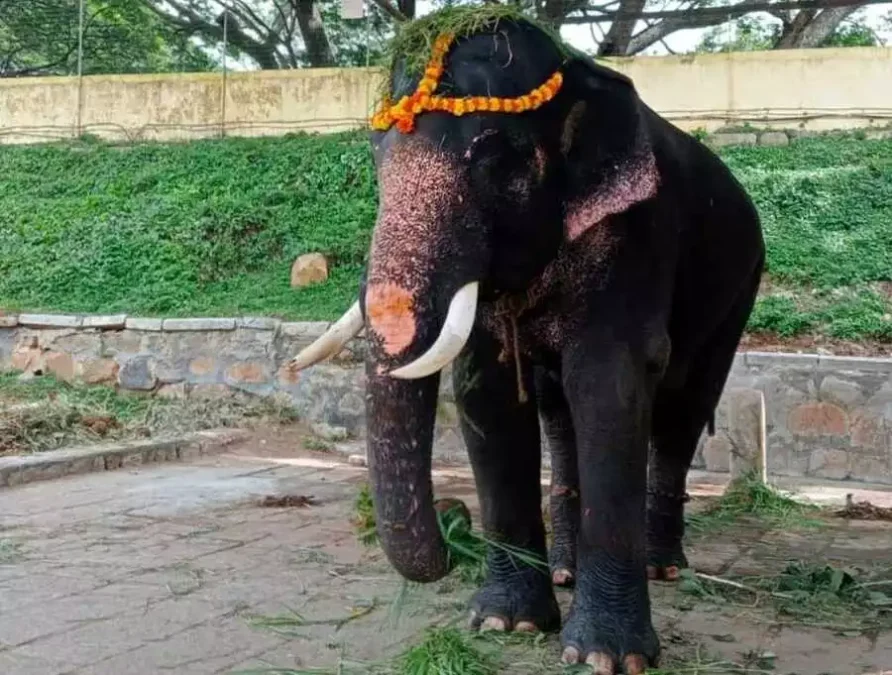 Elephant venugopalswamy death