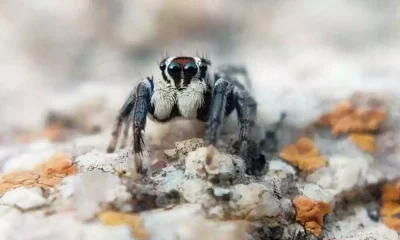 Spider arkavati