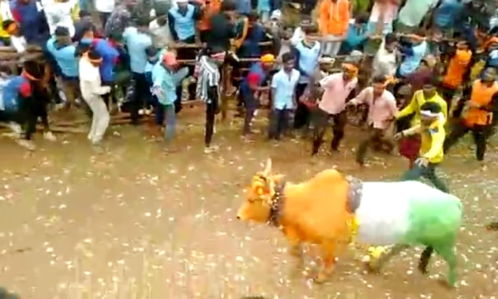 Bull Festival Indihalli Village Folk sports