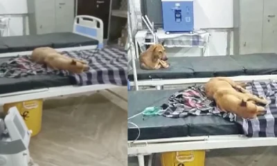 Dogs Sleeping On Hospital Bed in Madhya Pradesh