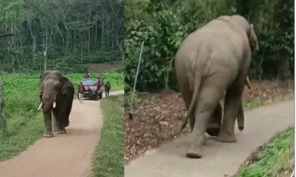 Elephant Attack 
