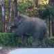 Elephant-Attack