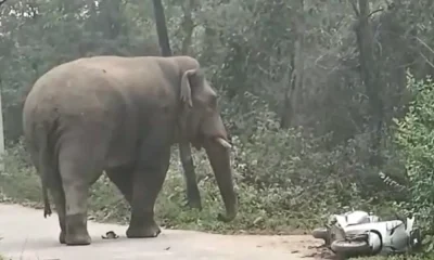 Elephant hasana
