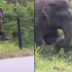 Elephant Breaking Electric Fence Video Viral