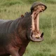 Hippo Swallows Kid