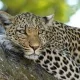 search Continued for Leopard in Bengaluru