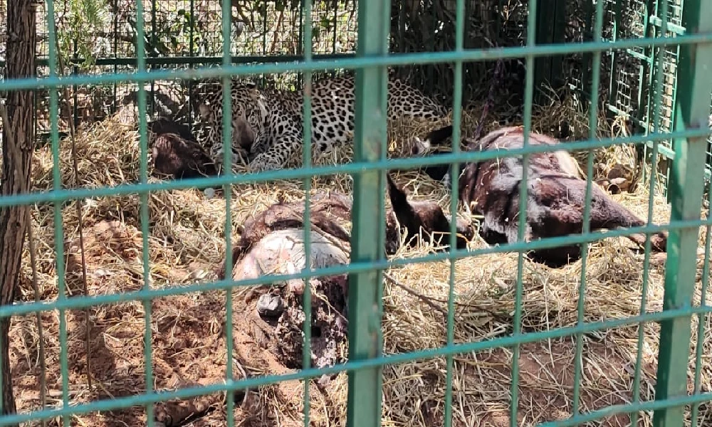 Leopard Attack