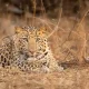 Leopard attack sanjay gubbi leopard attack