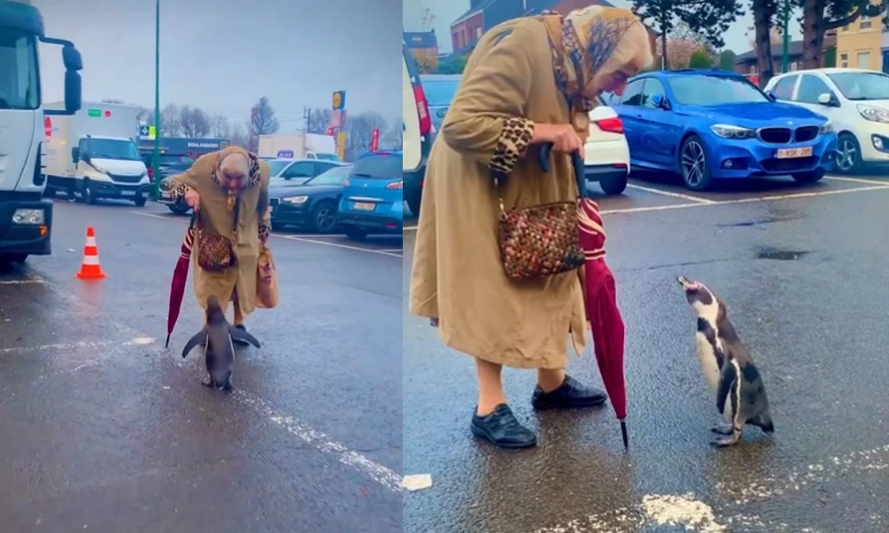 Penguin Follow Elderly Woman Viral Video