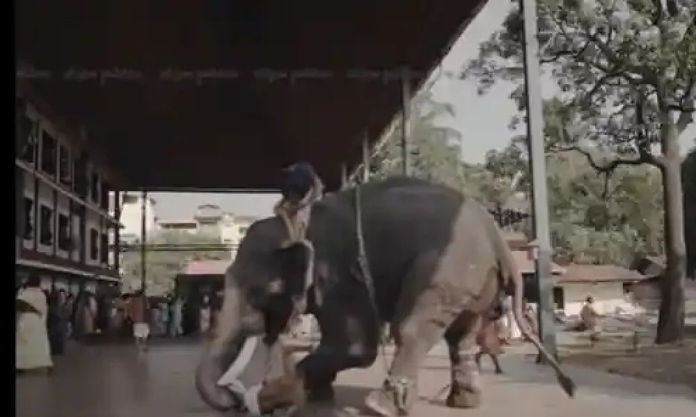 Elephant tosses during pre wedding photoshoot In Kerala