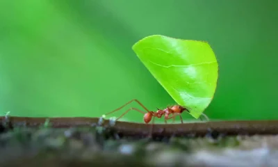 Ant and leaf story