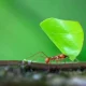 Ant and leaf story