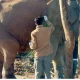 balarama elephant