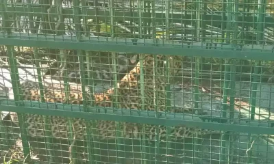 cheetah trapped