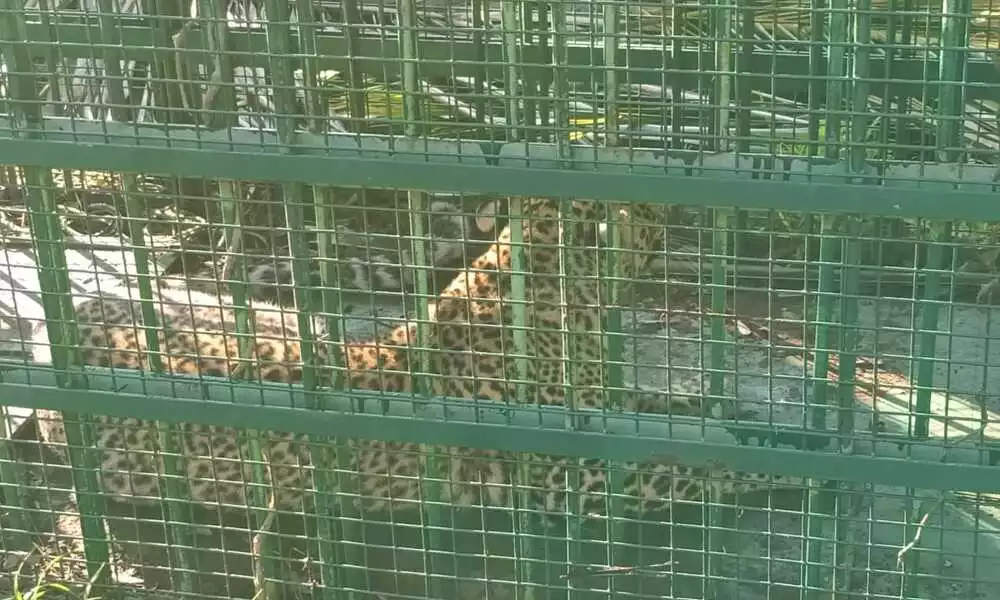 cheetah trapped