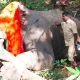 chikkamagaluru mudigere elephant operation