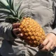 costly pineapple
