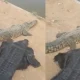 Man Wears Crocodile Costume pull its leg video viral