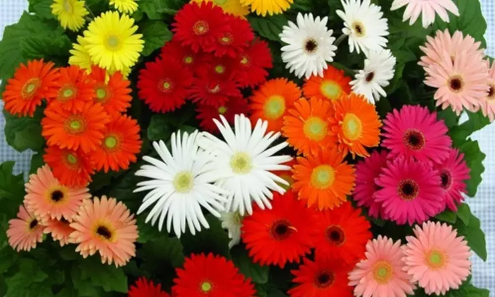 Gerbera Flowers